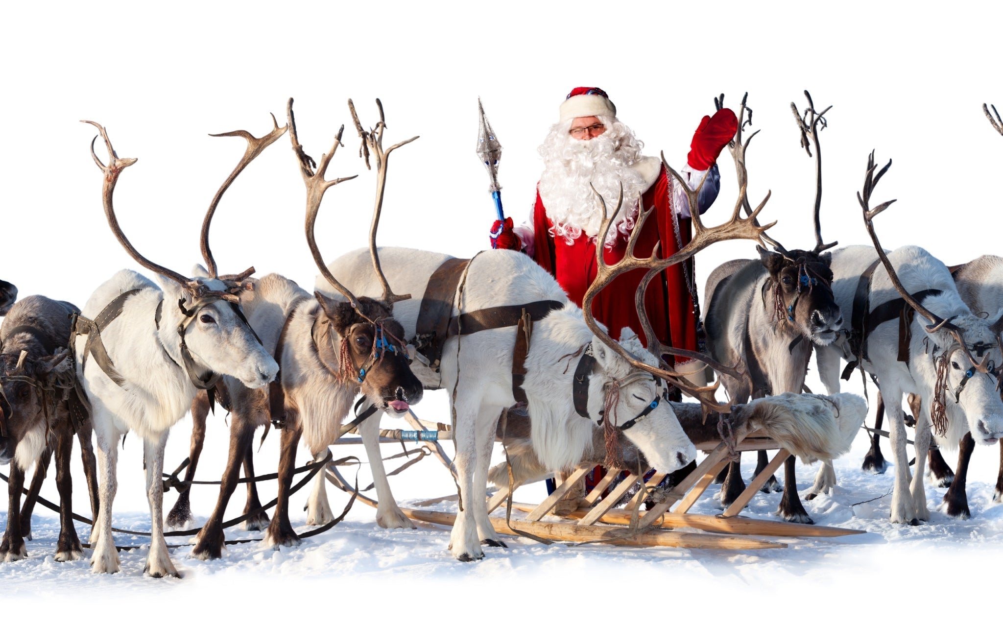 reindeer